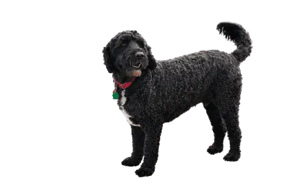 Cão de Água Português (2)