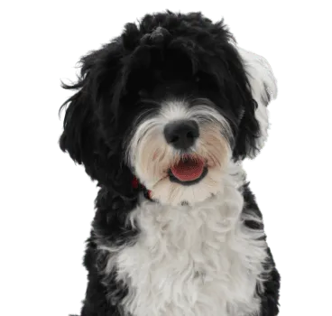 Cão de Água Português