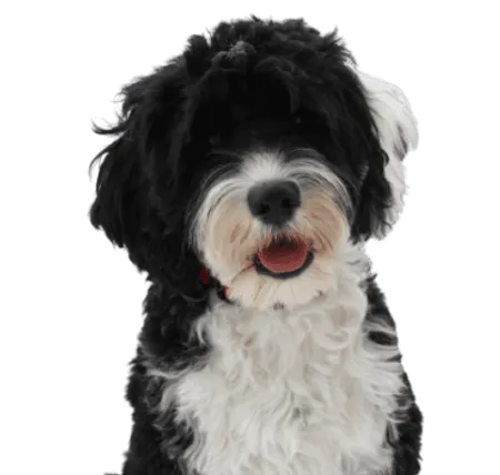 Cão de Água Português