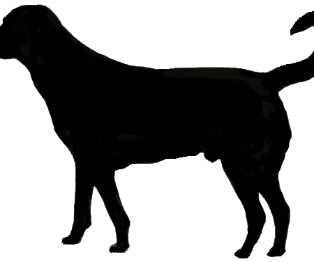 Cão de Castro Laboreiro