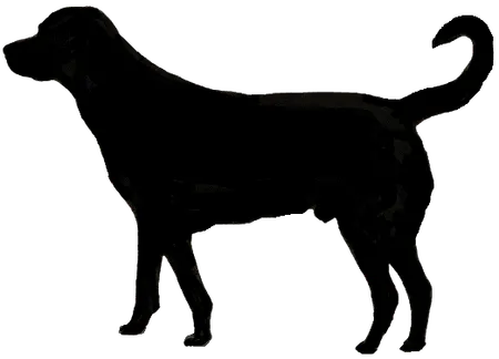 Cão de Castro Laboreiro