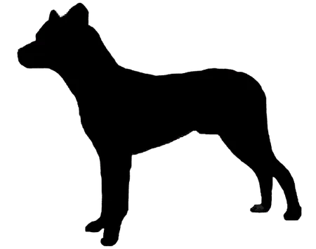 Cão Fila de São Miguel