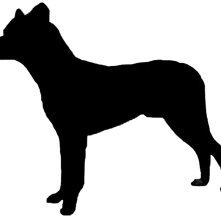 Cão Fila de São Miguel