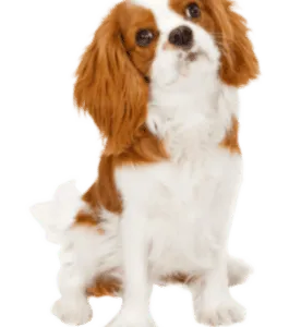 Cavalier King Charles Spaniel