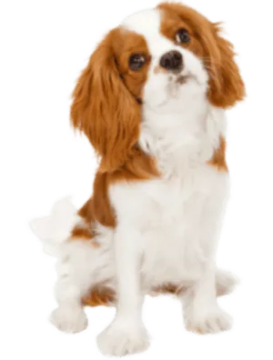 Cavalier King Charles Spaniel