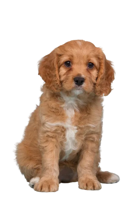 Cavapoo