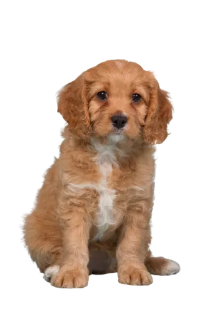 Cavapoo