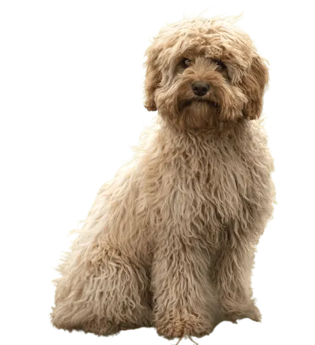 Cavapoo