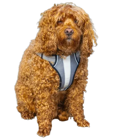Cavapoo