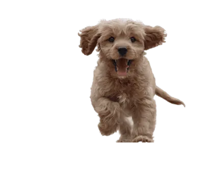 Cavapoo