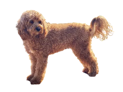 Cavapoo