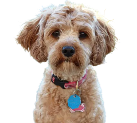 Cavapoo
