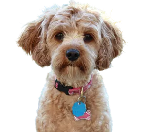 Cavapoo