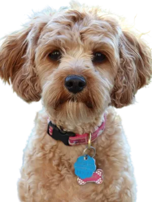 Cavapoo