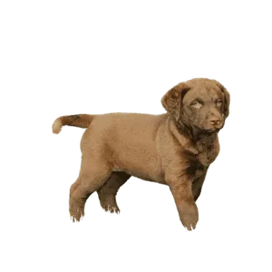 Chesapeake Bay Retriever (5)