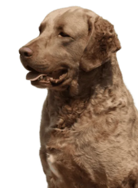 Chesapeake Bay Retriever