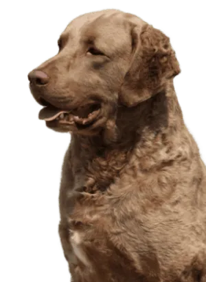 Chesapeake Bay Retriever