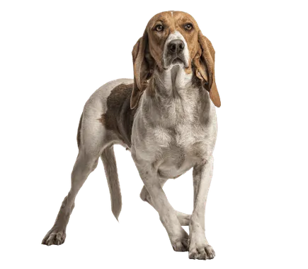 Chien d’Artois Bild 4