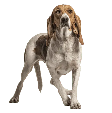 Chien d’Artois Bild 4