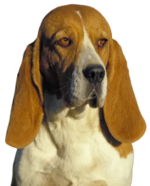 Chien d’Artois