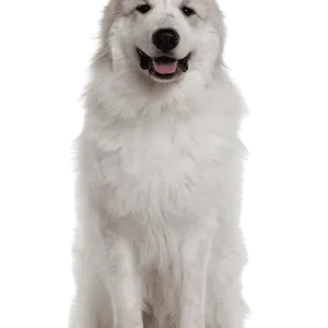 Chien de Montagne des Pyrénées