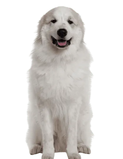 Chien de Montagne des Pyrénées