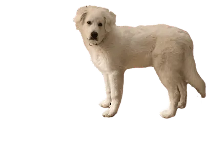 Chien de Montagne des Pyrénées - Gesundheit