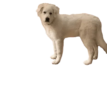 Chien de Montagne des Pyrénées - Gesundheit