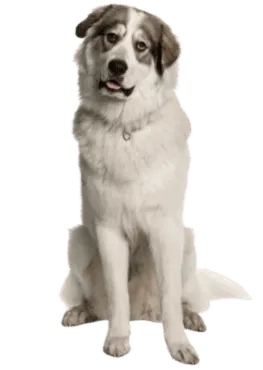 Chien de Montagne des Pyrénées