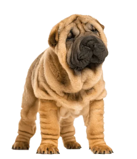 Chinese Shar-Pei (4)
