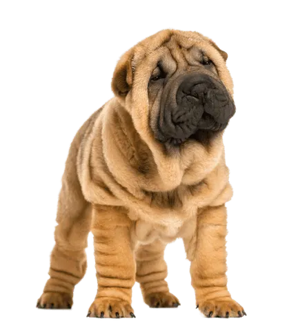 Chinese Shar-Pei (4)