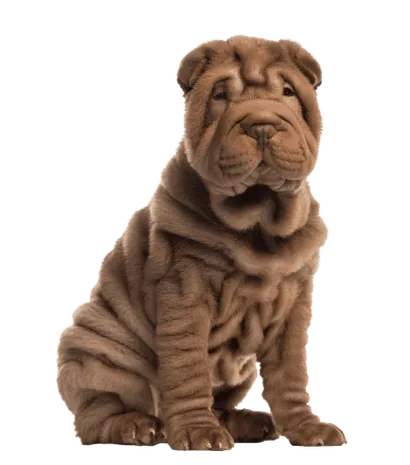 Chinese Shar-Pei (3)