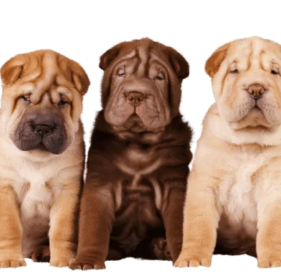 Chinese Shar-Pei (8)
