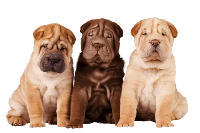 Chinese Shar-Pei (8)