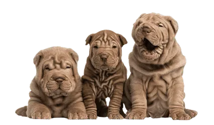 Chinese Shar-Pei (7)