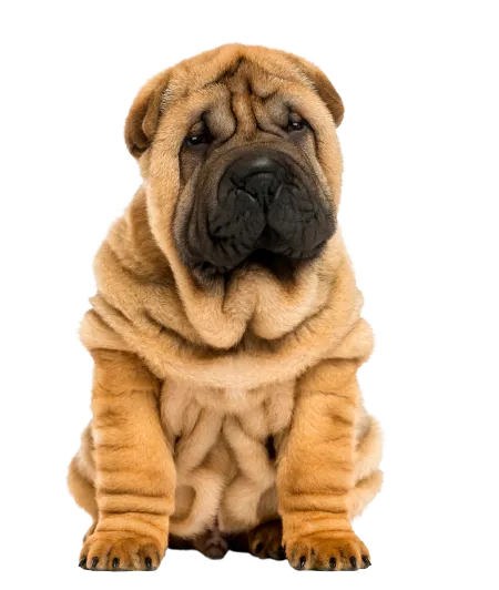 Chinese Shar-Pei (6)