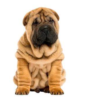 Chinese Shar-Pei (6)
