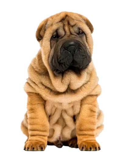 Chinese Shar-Pei (6)