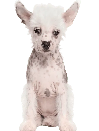 Chinesischer Schopfhund (6)