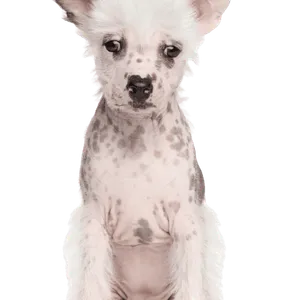 Chinesischer Schopfhund (6)