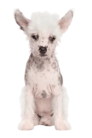 Chinesischer Schopfhund (6)