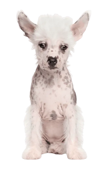 Chinesischer Schopfhund (6)