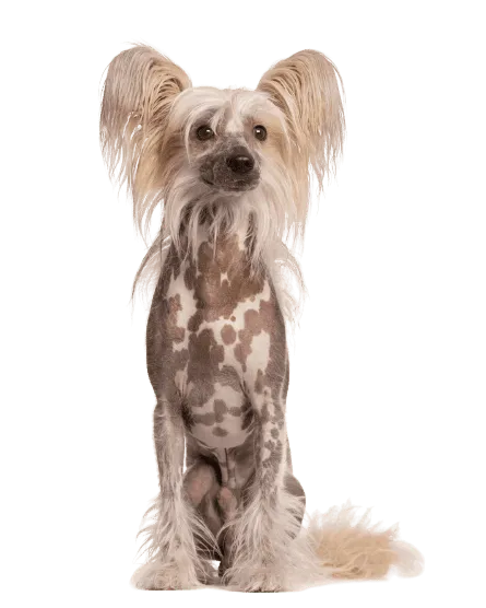 Chinesischer Schopfhund (2)