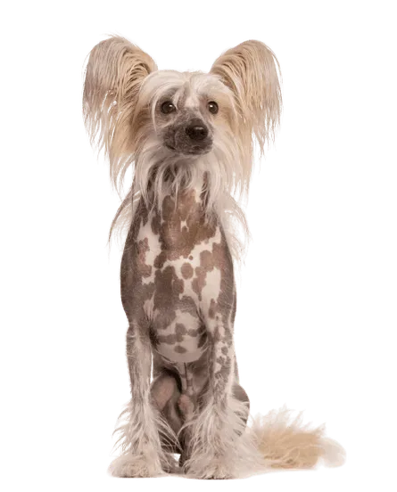 Chinesischer Schopfhund (2)