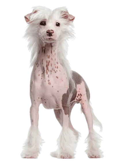 Chinesischer Schopfhund (5)