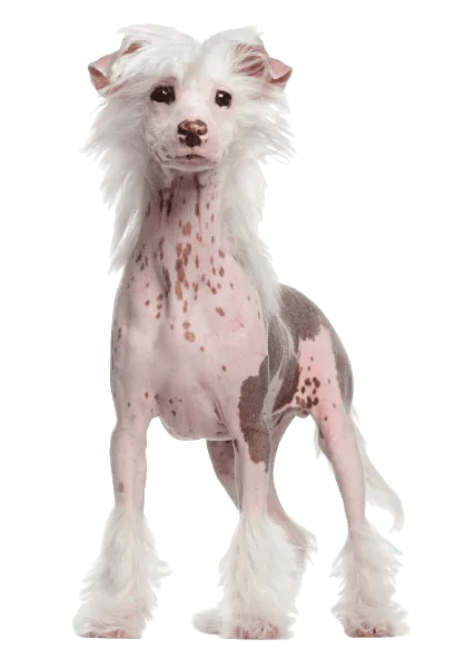 Chinesischer Schopfhund (5)