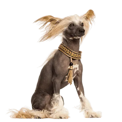 Chinesischer Schopfhund (4)