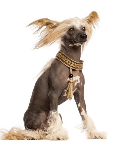 Chinesischer Schopfhund (4)