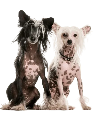 Chinesischer Schopfhund (3)