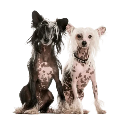 Chinesischer Schopfhund (3)